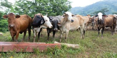 Inspeccionados más de 22 mil animales en puestos de control por el gusano barrenador