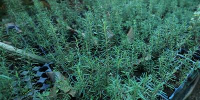 Una planta aromática, gastronómica y medicina 