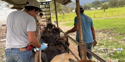 Curados más de 17 mil animales en prevención por el Gusano Barrenador del Ganado