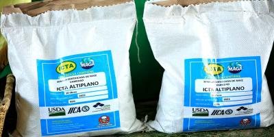 Estas son algunas de las principales características del maíz blanco ICTA-Altiplano