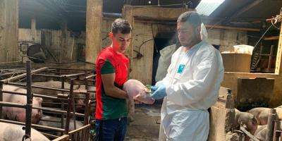 Guatemala mantiene vigilancia de Peste Porcina