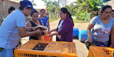 Impulsan la producción avícola en el Petén con la entrega de 1550 aves mejoradas