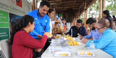 Alternativa de producción: Introducen variedad de banano resistente al Fusarium R4T