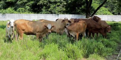 Mayoría de animales afectados por el Gusano Barrenador del Ganado son bovinos 