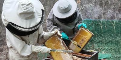 Brindan asistencia técnica para el manejo del apiario y la cosecha de miel