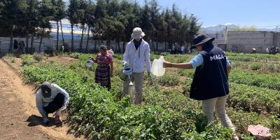 Estudiantes de Canadá realizan intercambio agrícola en Chimaltenango