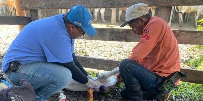 Experta de USDA visita el país para conocer acciones de control del Gusano Barrenador del Ganado