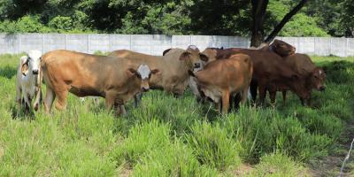 Guatemala mantiene muestreo para prevenir la brucelosis