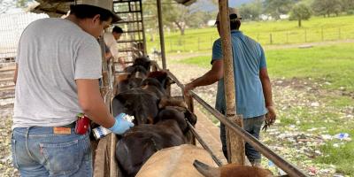 Inspeccionados más de 48 mil animales por Gusano Barrenador del Ganado