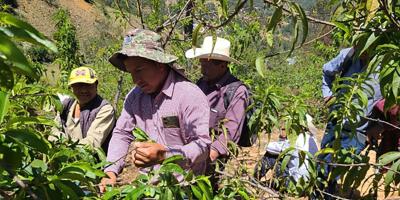 Promueven buenas prácticas en el cultivo del melocotón en San Marcos