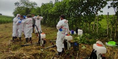 Realizan aspersiones de control de langosta centroamericana 