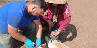 Se han inspeccionado más de 52 mil animales por control del Gusano Barrenador del Ganado