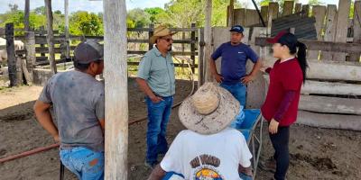 Brindan capacitación para prevenir enfermedades en ganado bovino