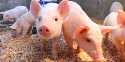 Cuide a sus animales por las altas temperaturas 