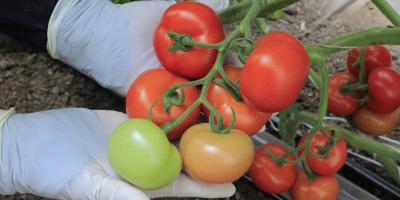 Cultivando tomate en casa