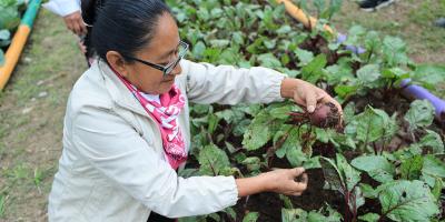 El cultivo de remolacha en huertos familiares
