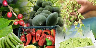 Emitidos más de 17 mil certificados fitosanitarios de exportación
