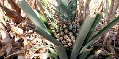 Fortalecen producción de piña y cacao de Melchor de Mencos