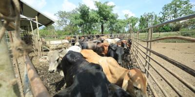 Conozca cómo se trabaja en los puestos de control del Gusano Barrenador del Ganado