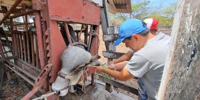 Identifican a bovinos de cuatro fincas como parte del control sanitario