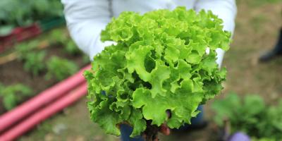 La lechuga es un cultivo común en los huertos