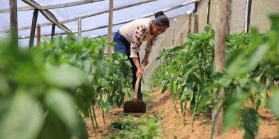 Los sistemas de ambiente controlado mejoran la producción agrícola