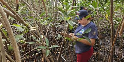 Realizan monitoreos de cangrejo en Parque Nacional Sipacate-Naranjo