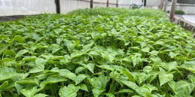 En Petén trabajamos en la producción de pilones de hortalizasf