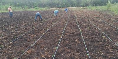 Productores de Santa Ana se benefician con sistema de micro riego