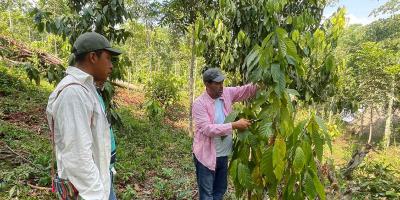Agricultores de San Luis fortalecen conocimientos en manejo de cacao y cítricos