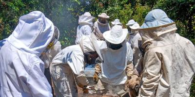 Capacitan a apicultores de Sayaxché en uso de trampas para propóleo