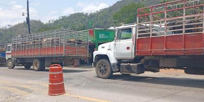 Continúan acciones de prevención y erradicación del Gusano Barrenador del Ganado