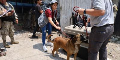 Decomisan perro en zona 18 por incumplimiento a la Ley de Bienestar Animal