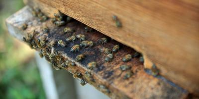 En el Día Mundial de las Abejas conozca las acciones para su resguardo y la sanidad apícola