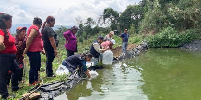Entrega alevines de tilapia fortalece la producción del huerto comunitario en Fraijanes