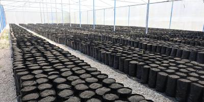 Innovan invernadero y esperan producir 17 mil plantas de limón