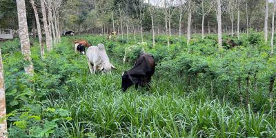 Petén avanza hacia una ganadería sin deforestación