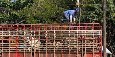 Sube a 86 mil el número de animales inspeccionados ante emergencia del Gusano Barrenador del Ganado