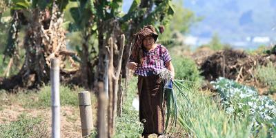 Producción sostenible y leña para el hogar: ventajas del cultivo en callejón