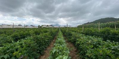 Alerta Agropecuaria por incremento de saturación de suelos en zonas agrícolas