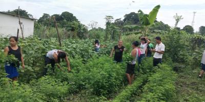 Cosechan alimentos nutritivos gracias a huertos comunales y familiares