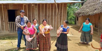 Entregan cerdos para fortalecer producción pecuaria de familias de San Luis