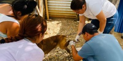 Atienden caso de gusano barrenador en aldea petenera