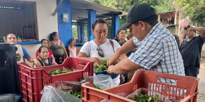 Implementan huertos familiares en Pajapita