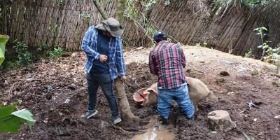 Realizan inspección sanitaria de cerdos en San Juan Sacatepéquez