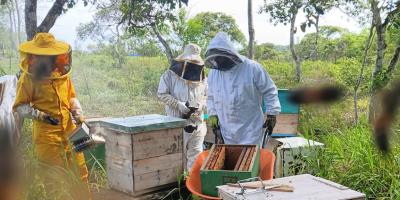 Se brinda asistencia técnica en manejo de apiarios en El Chal