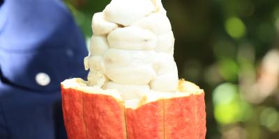 Certifican productos de cacao para exportación