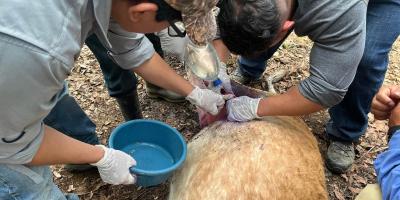 Destacan acciones claves para combatir el Gusano Barrenador