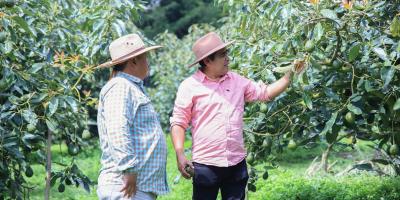 Guatemala celebra el “oro verde” como motor agrícola y cultural