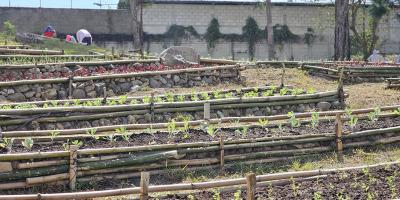 Implementados más de cinco mil huertos en el país 